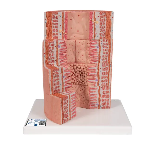 3b-scientific-microanatomy-verdauungstrakt-modell-20-fache-vergr-erung image 1