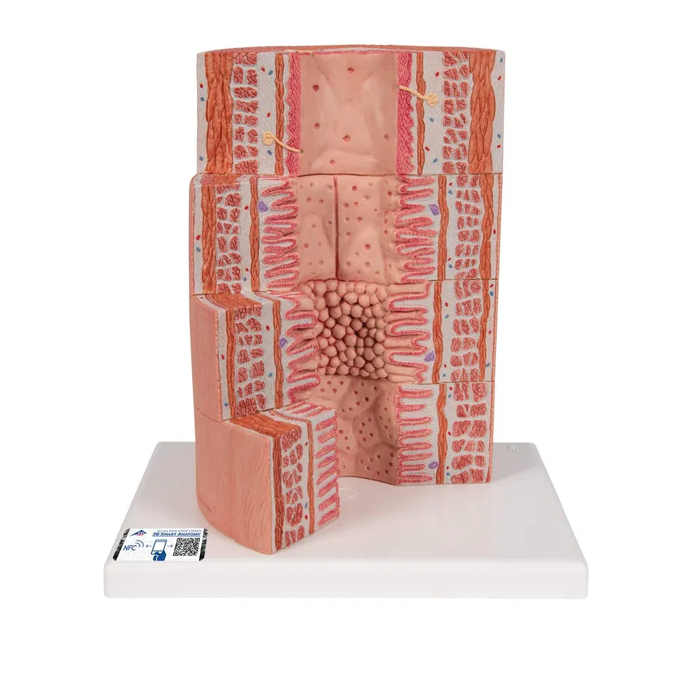 3b-scientific-microanatomy-verdauungstrakt-modell-20-fache-vergr-erung image 1