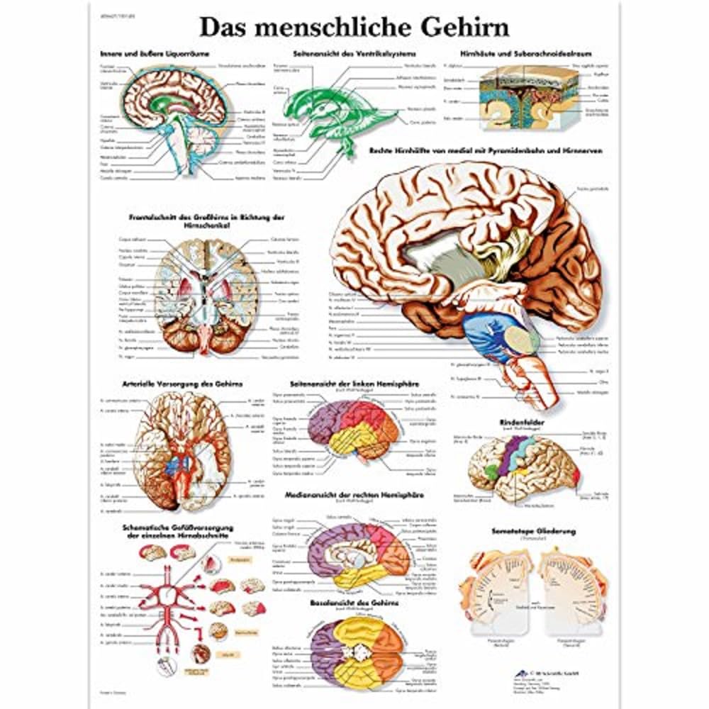 3b-scientific-lehrtafel-das-menschliche-gehirn-laminiertes-anatomie-poster-50x67 image 2