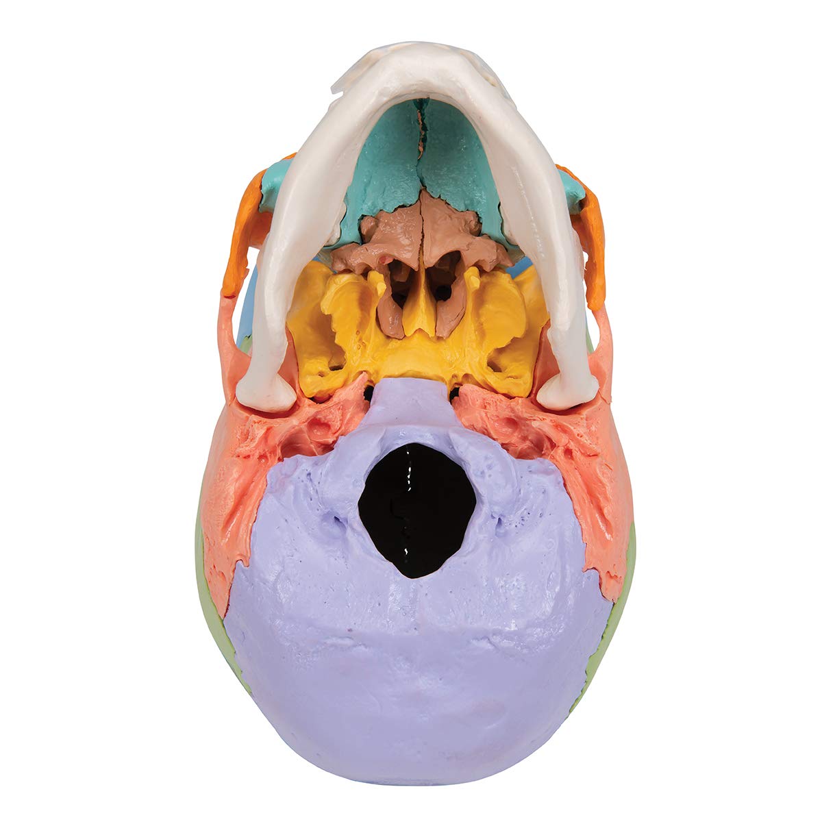 3b-scientific-didaktisches-sch-delmodell-22-teilig-mit-smart-anatomy-app image 6