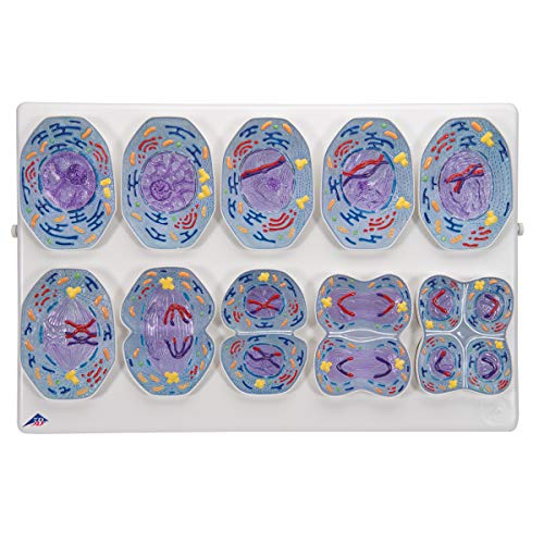 3b-scientific-meiosemodell-biologie-reliefmodell-mit-10-stadien image 6