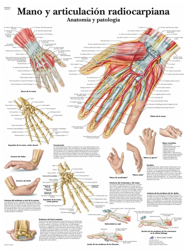 3b-scientific-lehrtafel-hand-und-handgelenk-anatomie-poster image 1