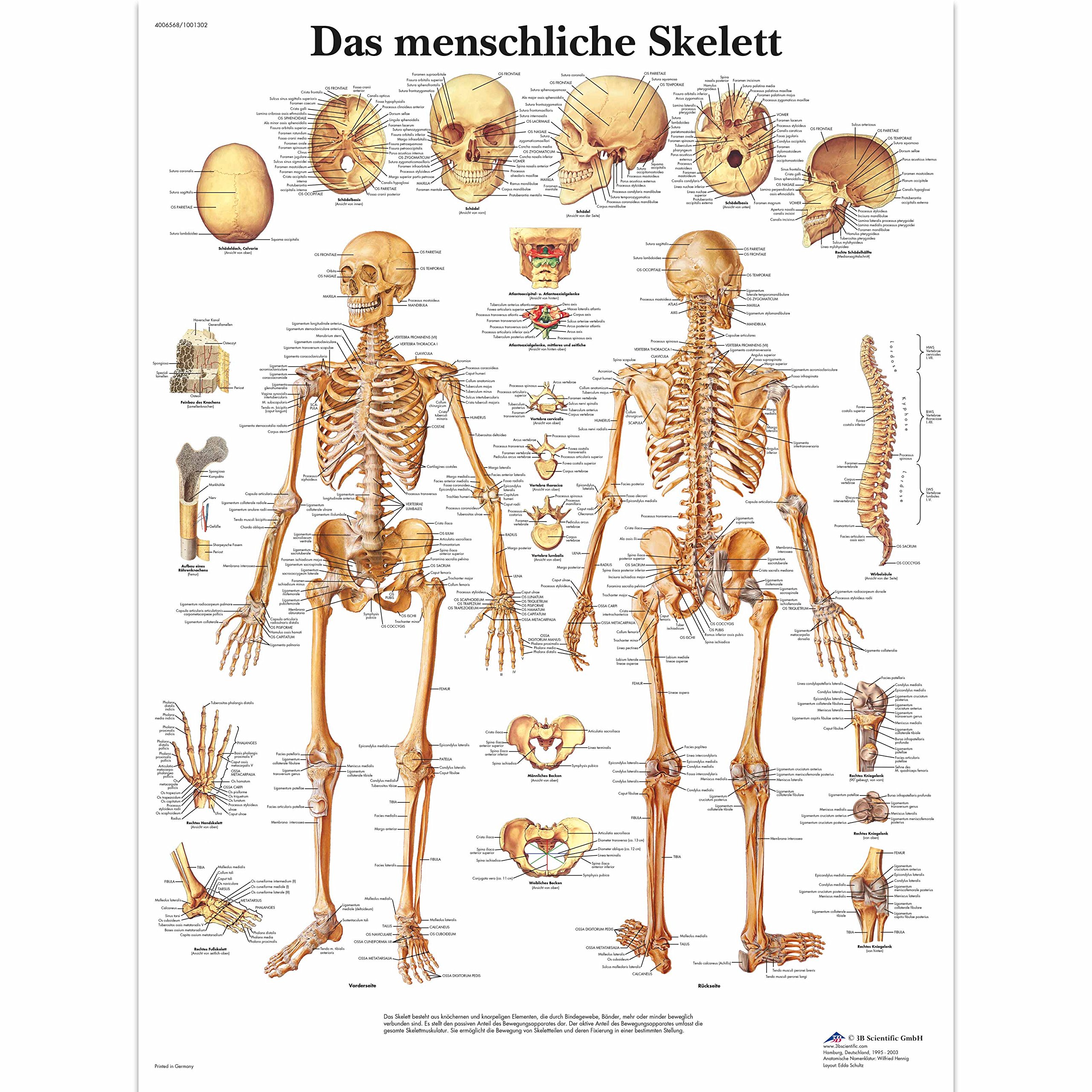 3b-scientific-lehrtafel-menschliches-skelett-vr0113uu-poster-50-x-67-cm image 1