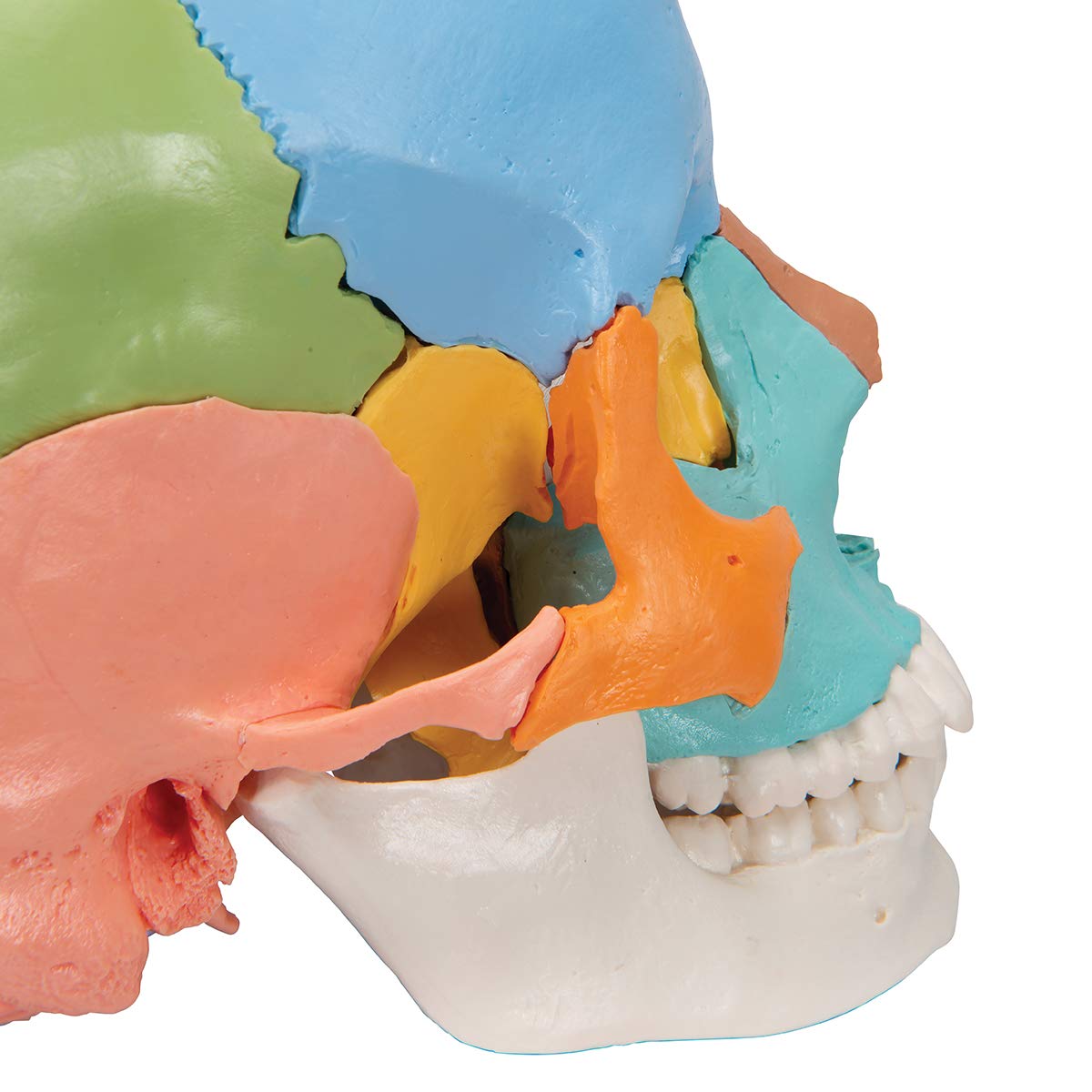 3b-scientific-didaktisches-sch-delmodell-22-teilig-mit-smart-anatomy-app image 8