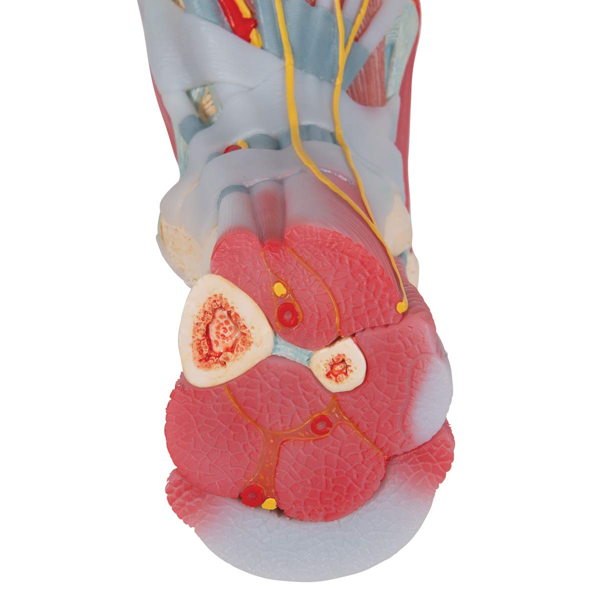 3b-scientific-m34-1-fu-skelettmodell-mit-b-ndern-und-muskeln-smart-anatomy image 5