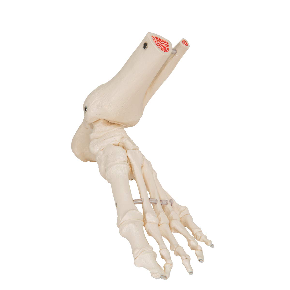 3b-scientific-fu-und-kn-chelskelett-lose-mit-bungee-smart-anatomy image 2