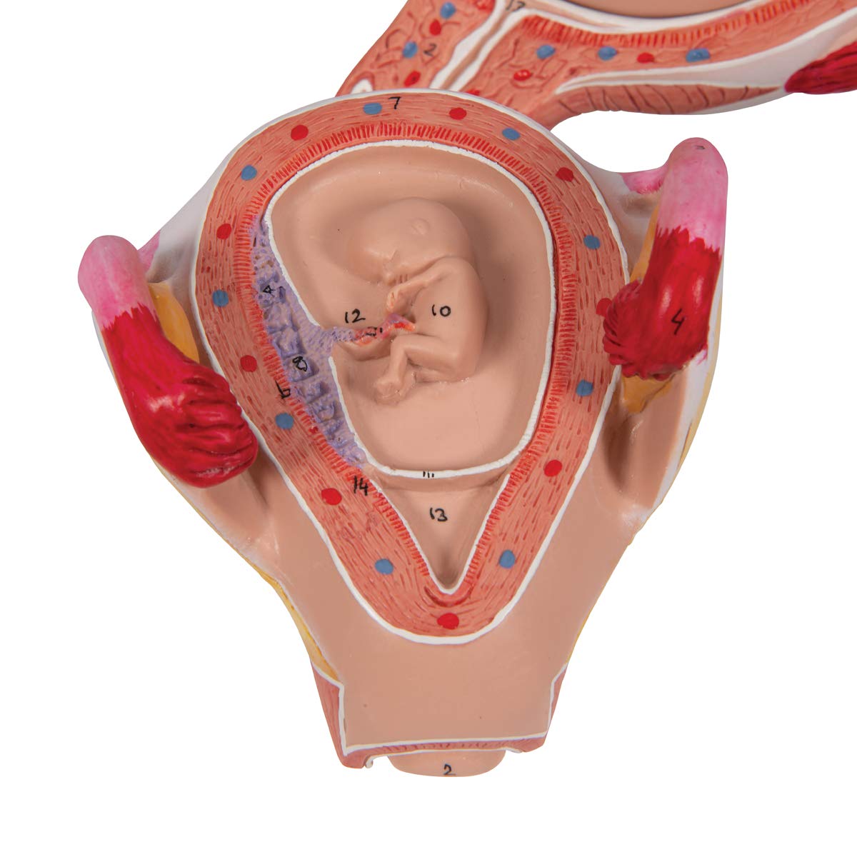 3b-scientific-embryo-modell-2-monat-schwangerschafts-anatomiemodell-beschriftet- image 7