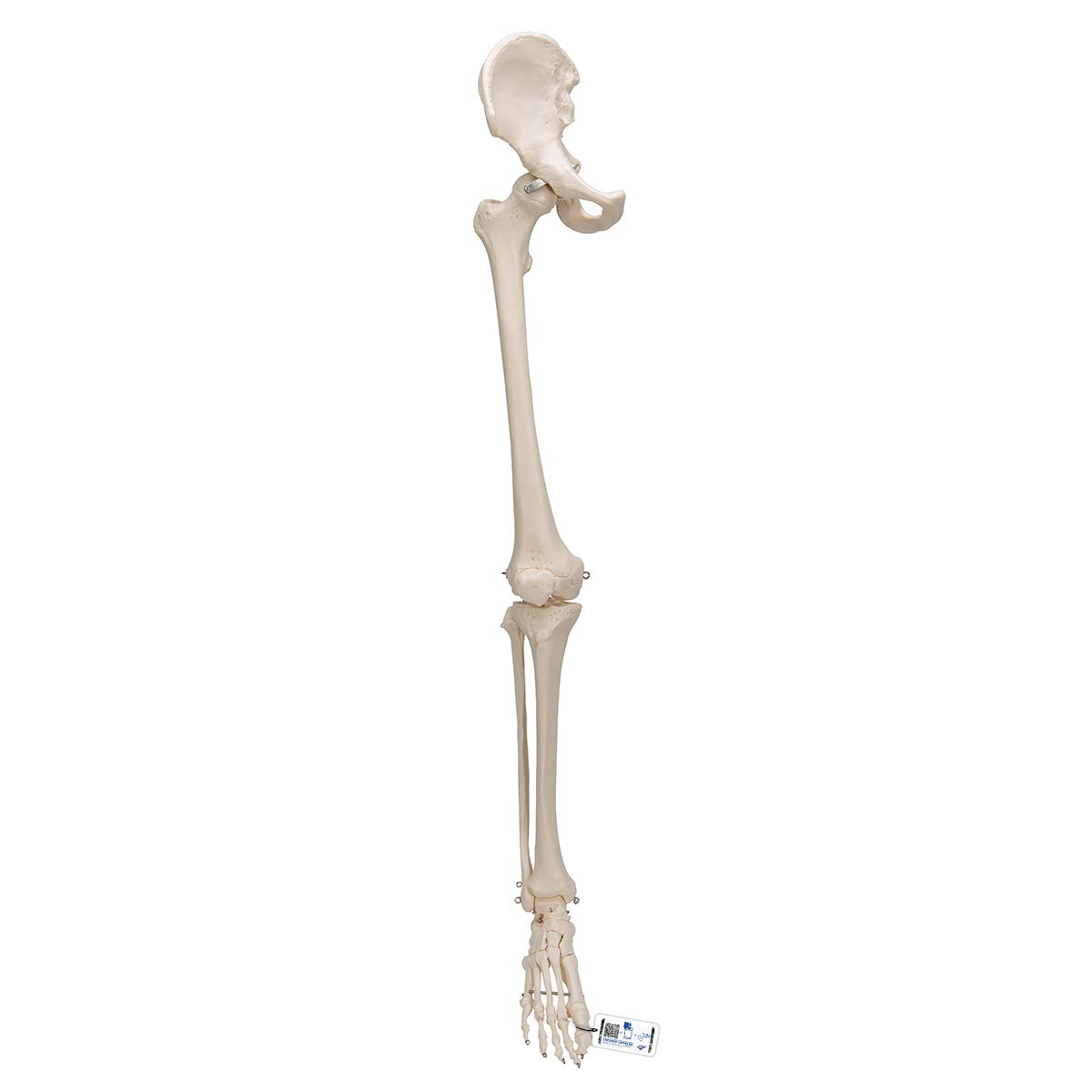 3b-scientific-3b-smart-anatomy-bein-skelett-mit-h-ftknochen-ar-app image 1