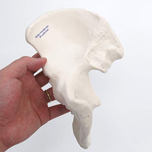 3b-scientific-h-ftbein-knochenmodell-in-originalgr-e-smart-anatomy-app image 7