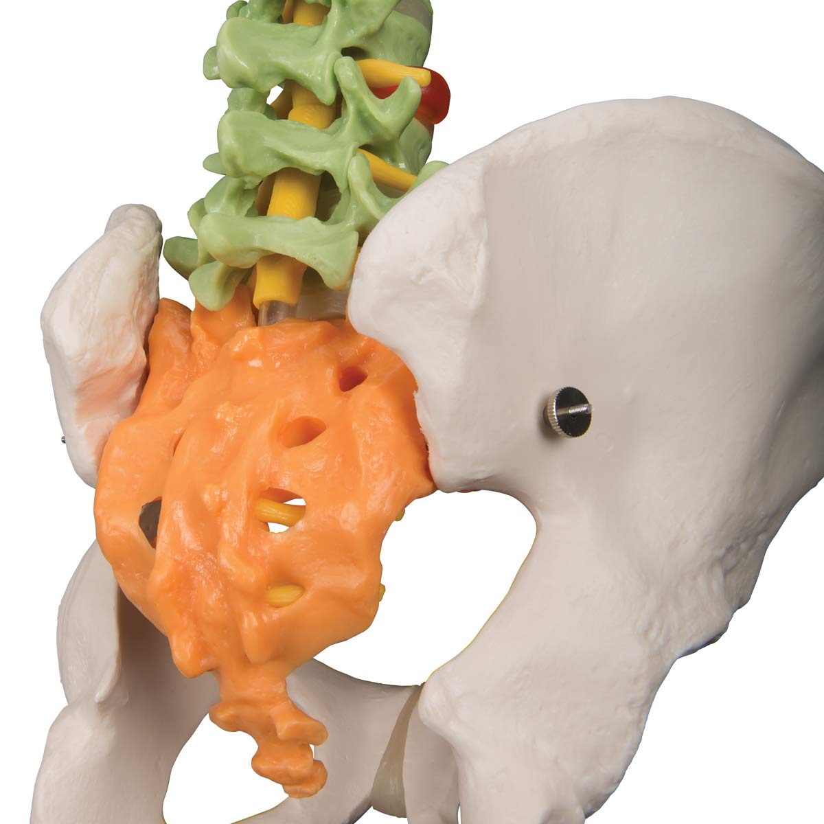3b-scientific-flexibles-wirbels-ulenmodell-a58-8-didaktisch-smart-anatomy-app image 4
