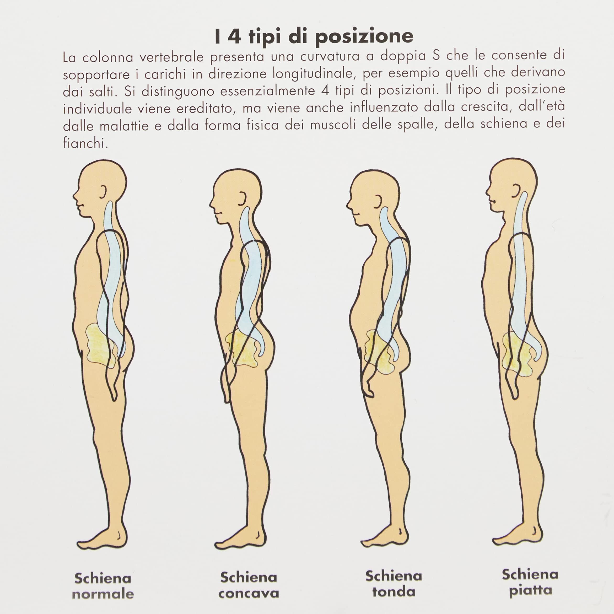 3b-scientific-wirbels-ule-und-wirbels-ulenpathologien-anatomietafel-papier image 2