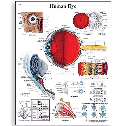 3b-scientific-eye-chart-anatomieposter-auge-50-x-67-cm image 3