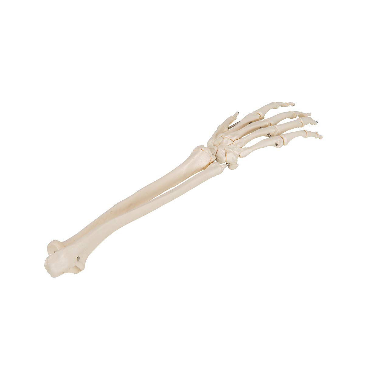 3b-scientific-handskelett-mit-unterarm-lebensgro-auf-draht-smart-anatomy-app image 3