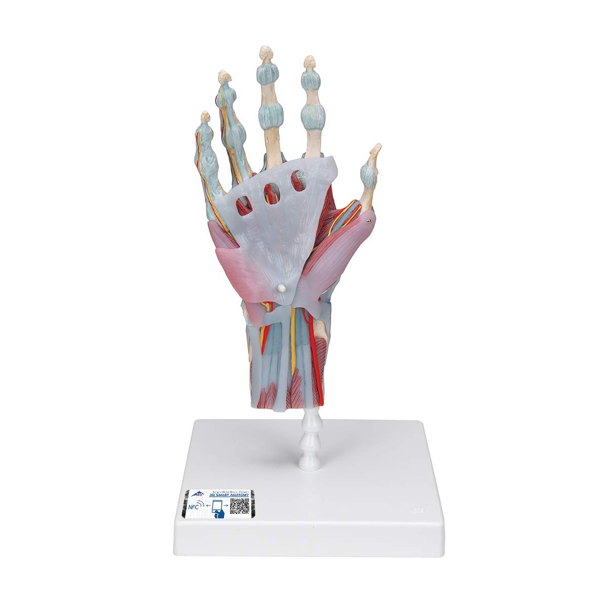 3b-scientific-m33-1-hand-skelett-modell-mit-b-ndern-und-muskeln-3b-smart-anatomy image 1