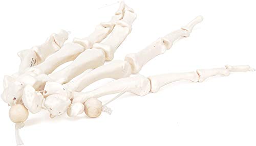 3b-scientific-a40-2-handskelett-modell-mit-3b-smart-anatomy-app image 6