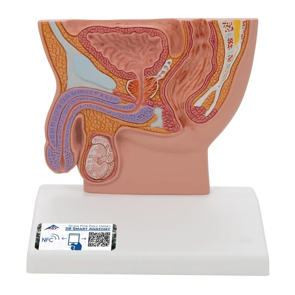 3b-scientific-m-nnliches-beckenschnitt-modell-lebensgro-pvc-mit-smart-anatomy image 1