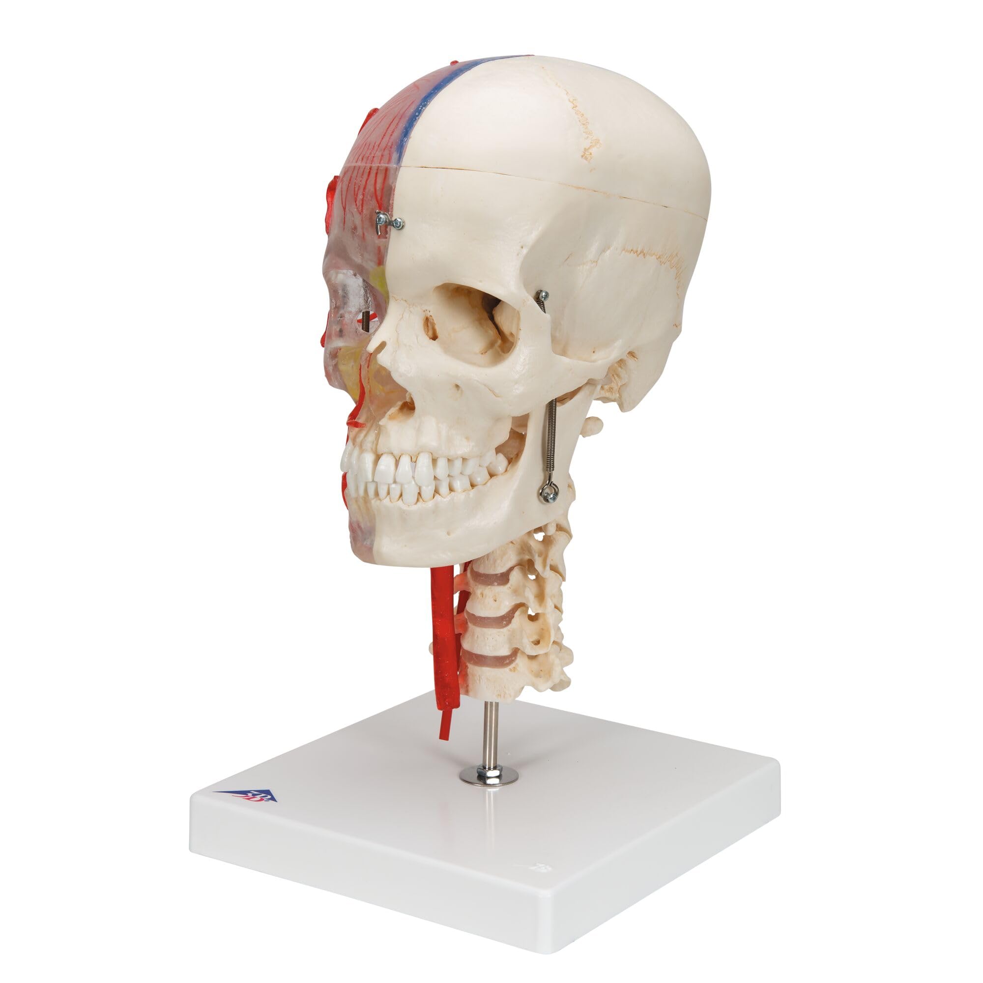 3b-scientific-bonelike-sch-delmodell-7-teilig-transparent-lebensgro-er-systemsch image 5