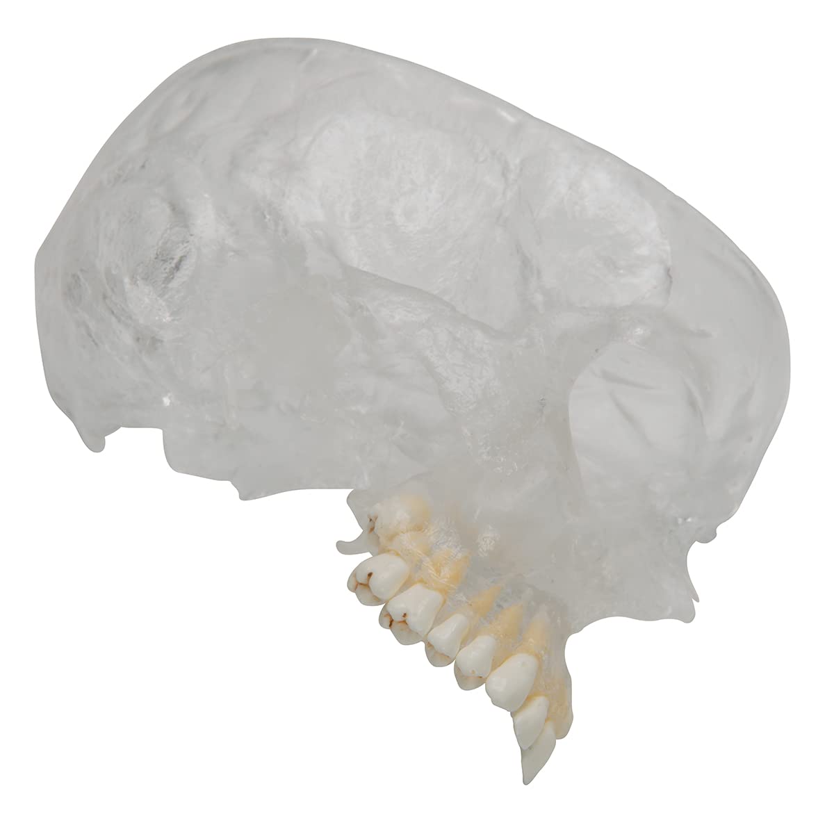 3b-scientific-bonelike-sch-del-modell-a282-halb-transparent-halb-knochen-8-teili image 8