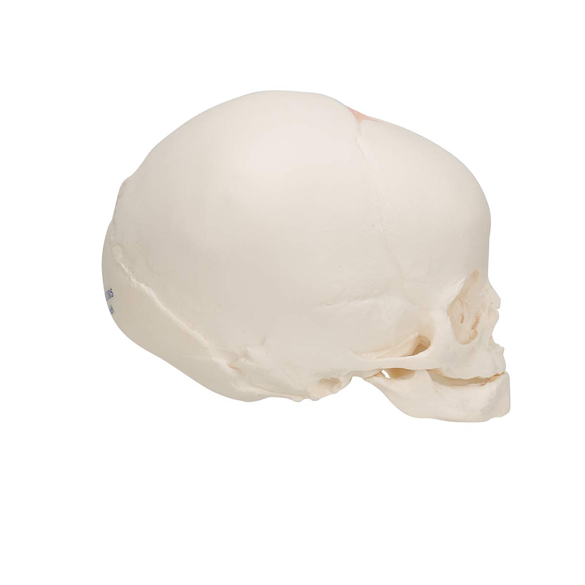 3b-scientific-a25-sch-delmodell-f-tus-30-ssw-naturabguss-mit-3b-smart-anatomy-so image 3