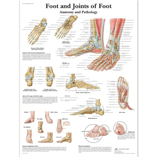 3b-scientific-vr1176uu-anatomie-poster-fu-und-fu-gelenke-50-8-x-66-cm-unlaminier image 6