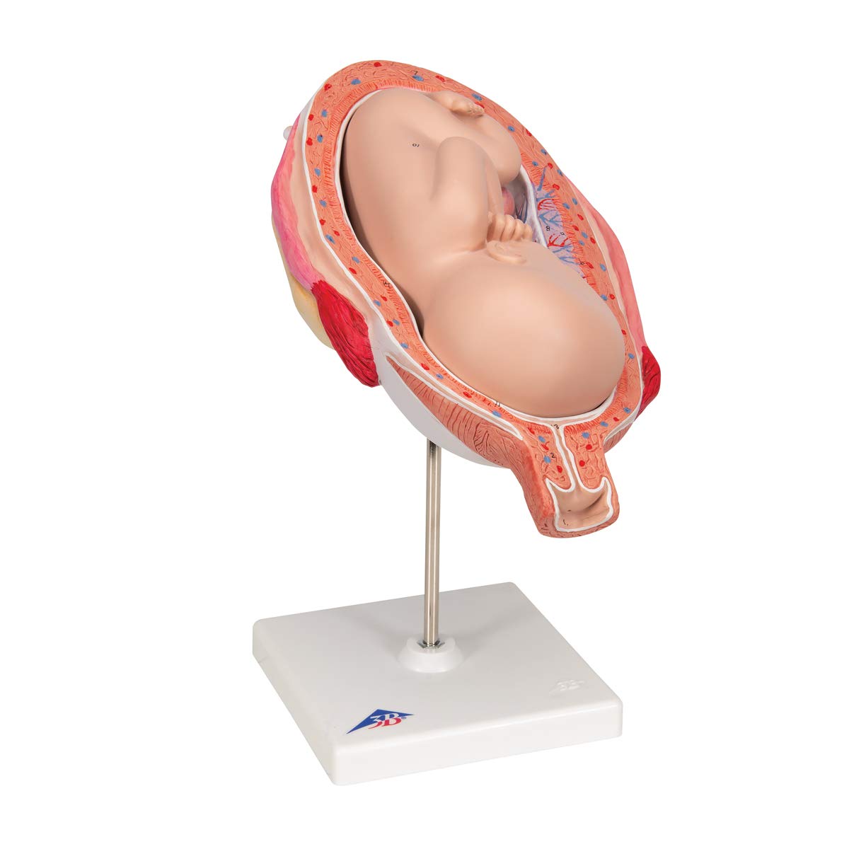 3b-scientific-fetus-7-monat-in-geb-rmutter-schwangerschafts-anatomiemodell-15x32 image 2