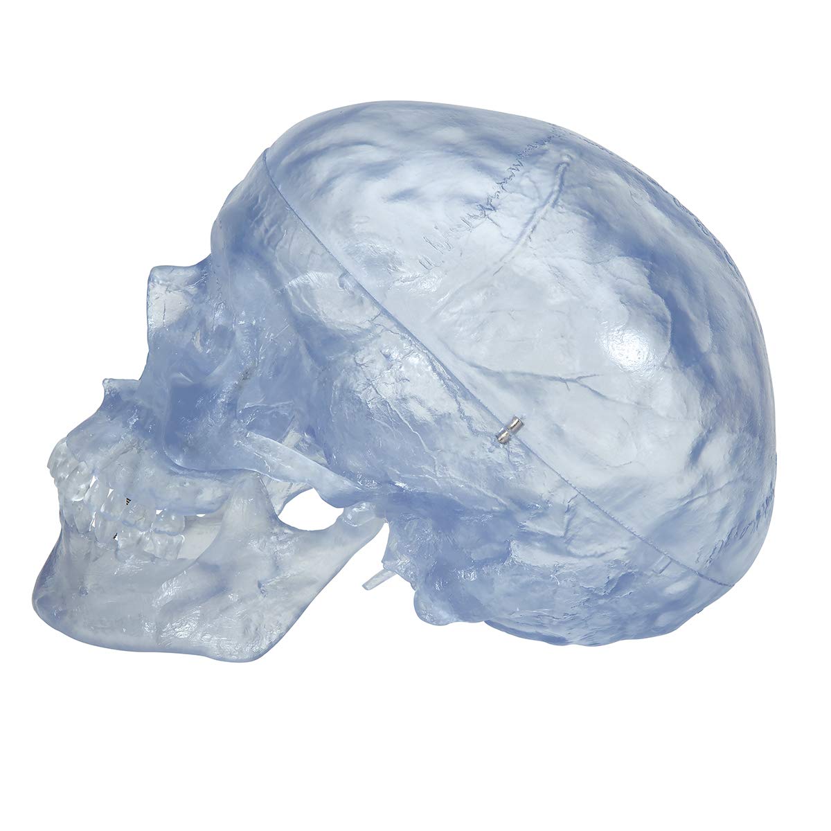 3b-scientific-klassik-sch-delmodell-transparent-3-teilig-mit-magnetverbindung image 5