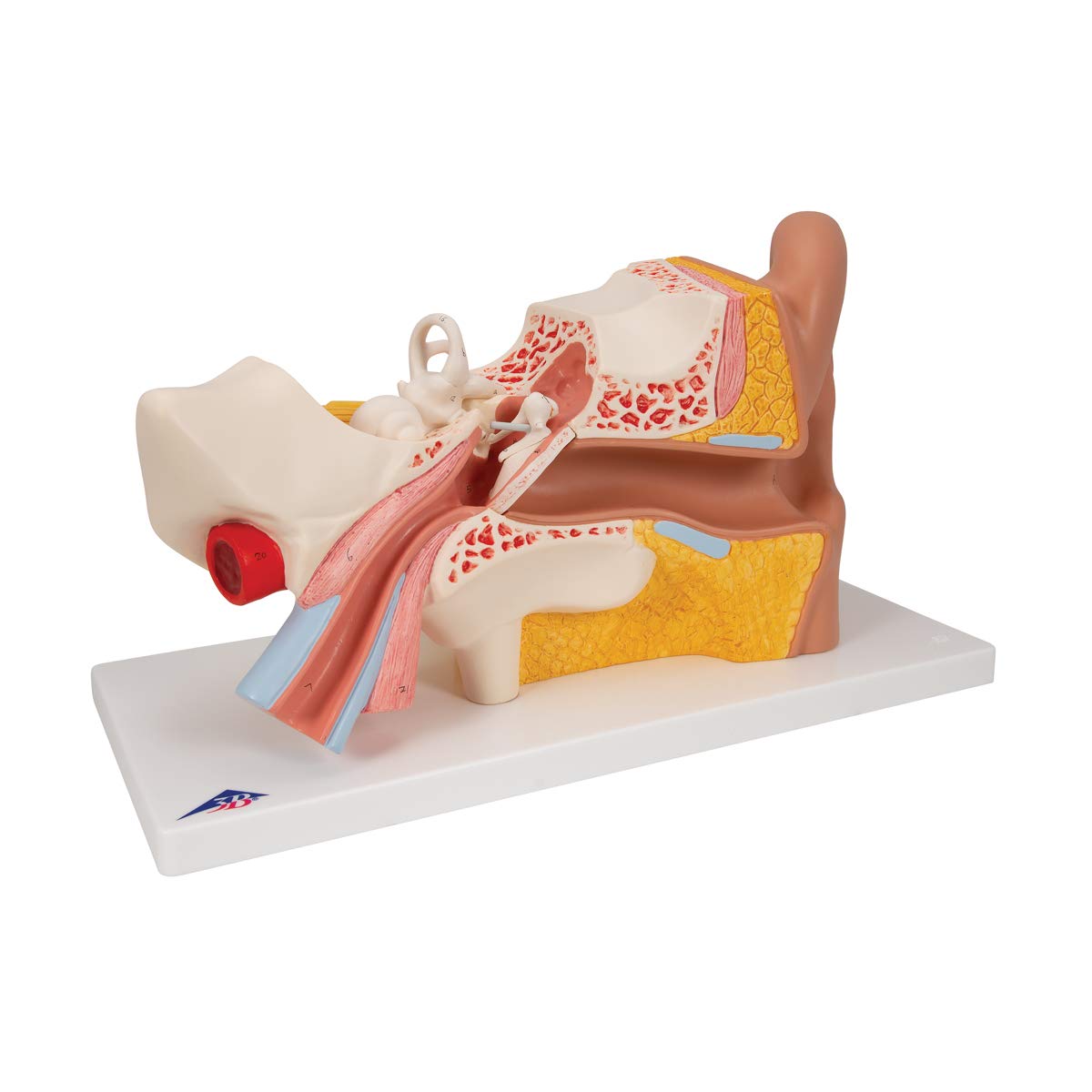 3b-scientific-ohrmodell-3-fache-gr-e-4-teilig-anatomiemodell-mit-smart-anatomy-a image 2