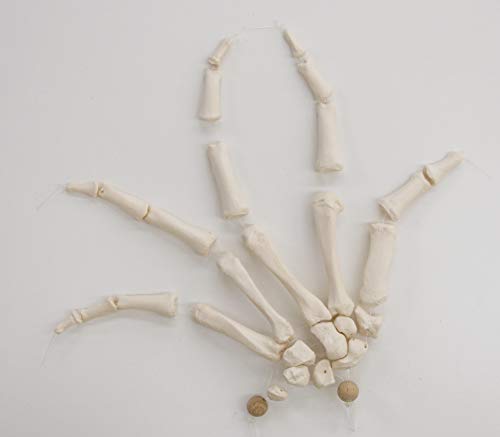 3b-scientific-a40-2-handskelett-modell-mit-3b-smart-anatomy-app image 8