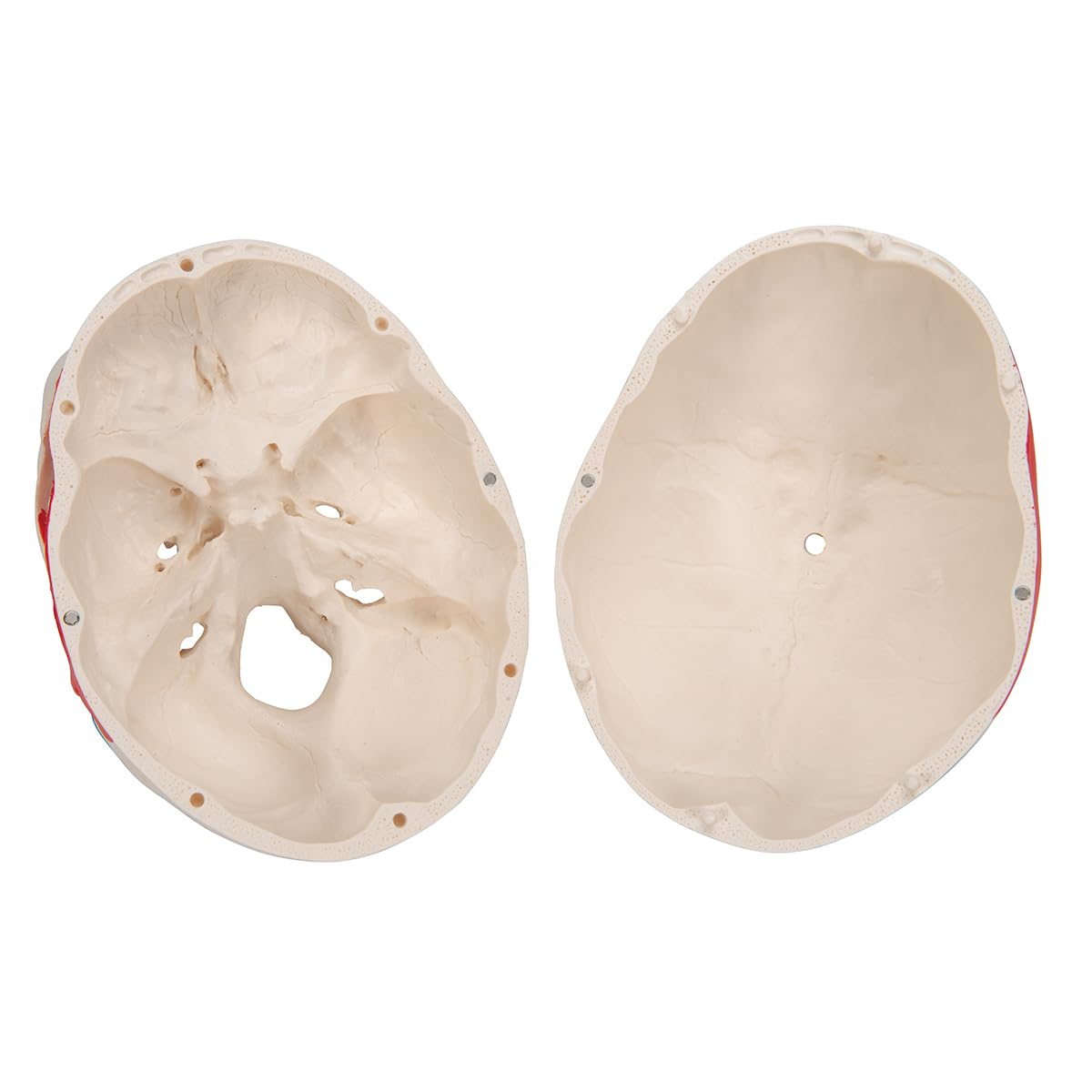 3b-scientific-klassisches-sch-del-modell-lebensgro-3-teilig-mit-muskelbemalung image 7