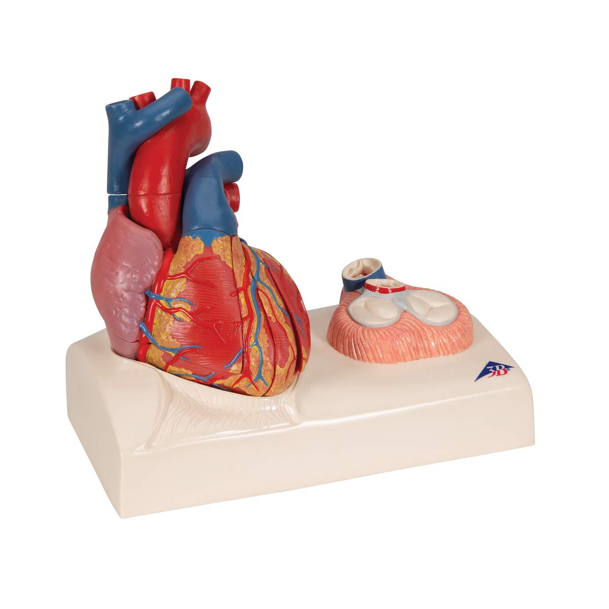 3b-scientific-herzmodell-classic-heart-model-series-lebensgro-5-teilig-mit-systo image 2