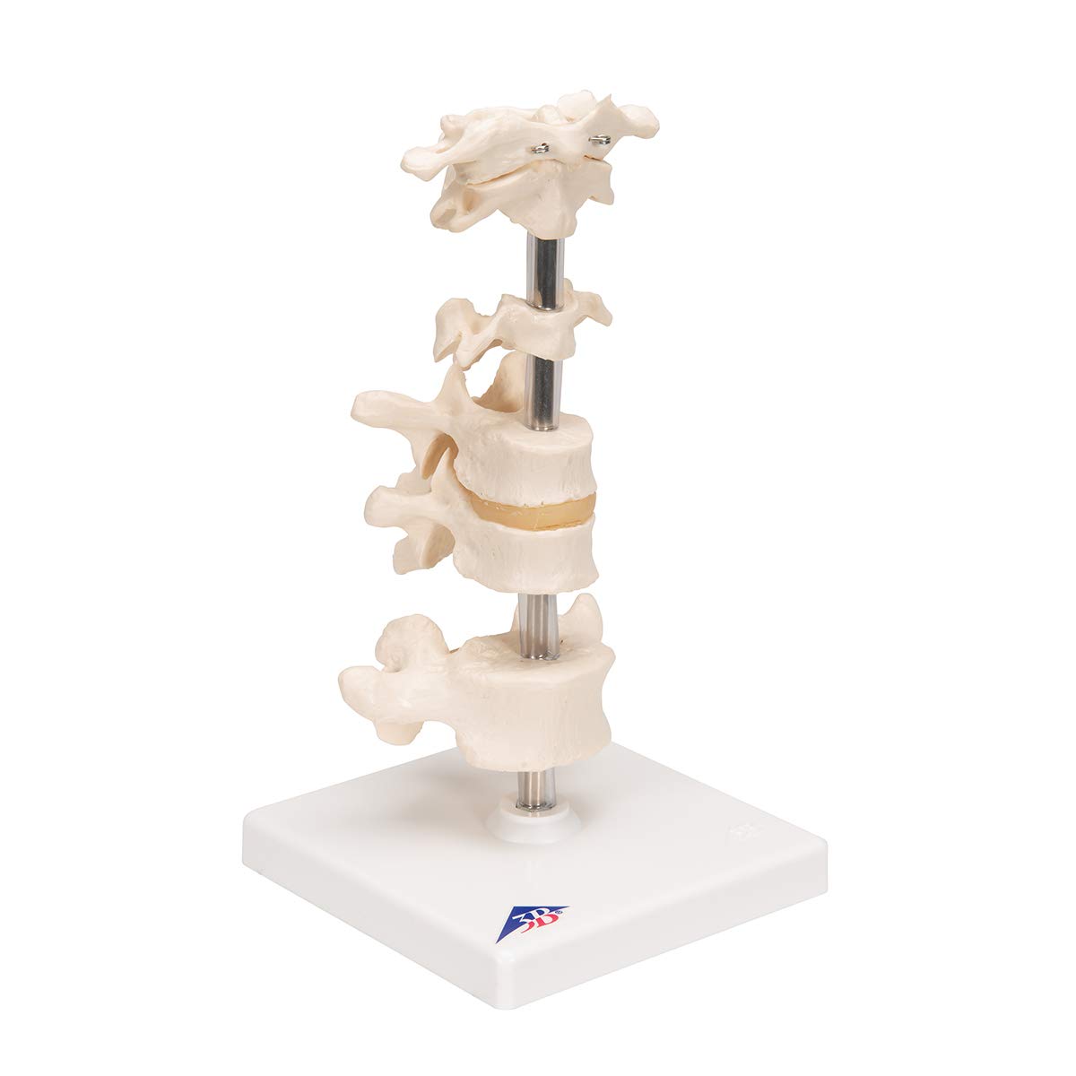 3b-scientific-6-modellwirbel-auf-stativ-22-cm-smart-anatomy-app image 2