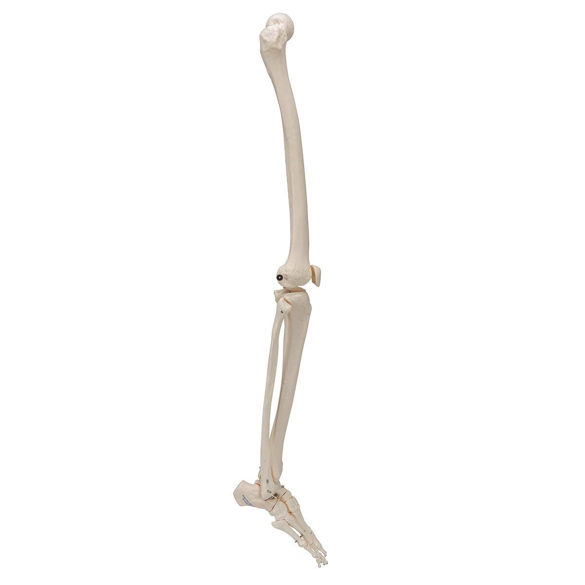 3b-scientific-beinskelett-mit-fu-lebensgro-es-anatomiemodell-smart-anatomy-app image 2