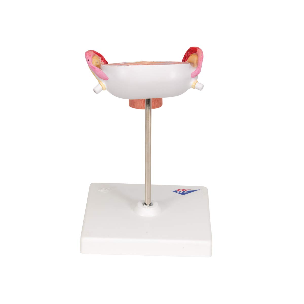 3b-scientific-fetus-modell-3-monat-schwangerschaftsmodell-in-geb-rmutter-nat-rli image 4