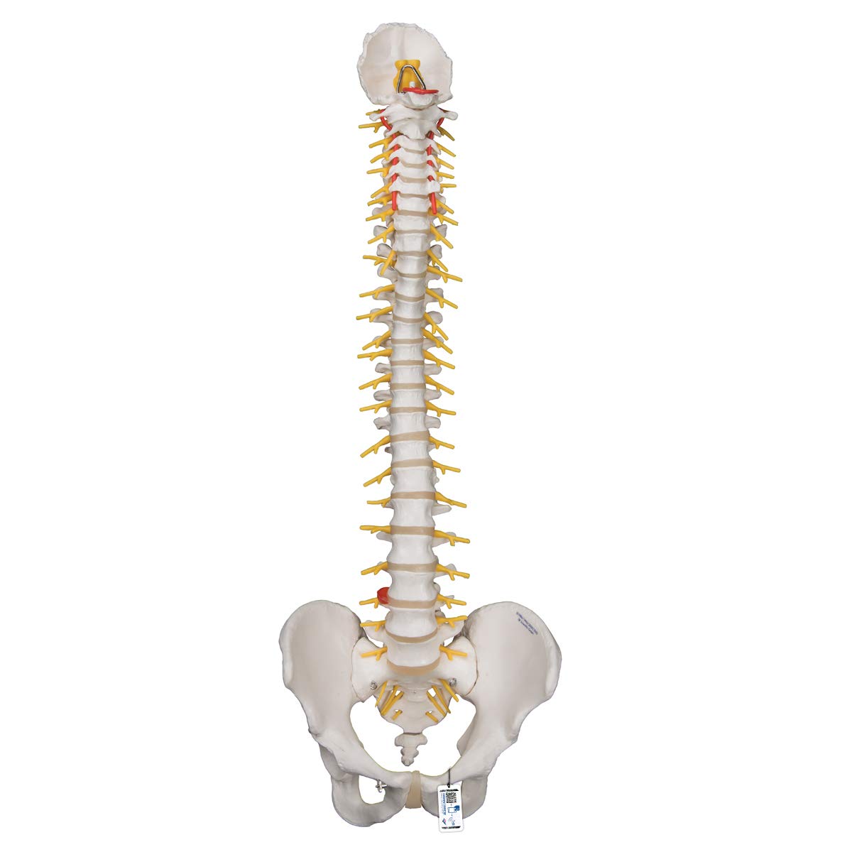 3b-scientific-flexible-luxus-wirbels-ule-ohne-stativ-mit-bandscheibenvorfall-l3- image 1