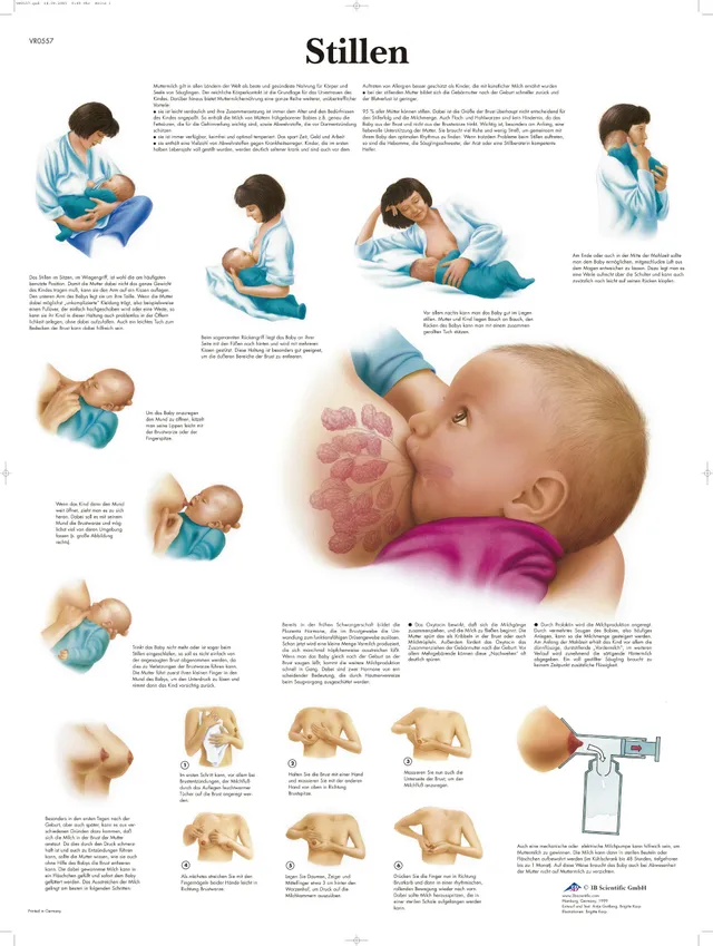 3b-scientific-lehrtafel-stillen-anatomie-poster-50x67-cm image 1