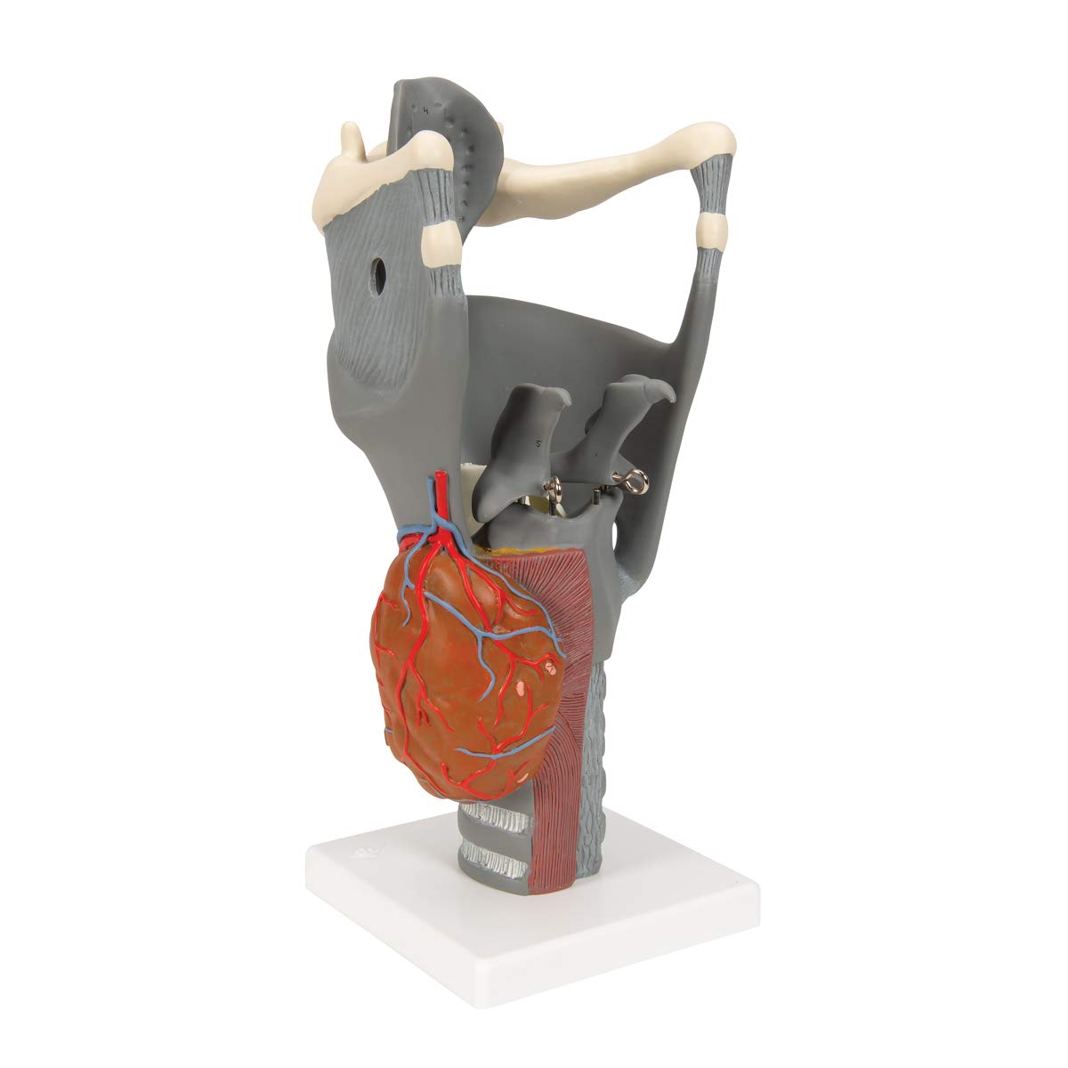 3b-scientific-funktionsmodell-kehlkopf-2-5-fache-gr-e-anatomisches-replikat-beig image 5