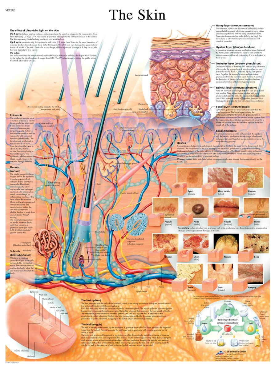 3b-scientific-lehrtafel-die-haut-vr1283uu-anatomieposter-50-x-67-cm image 2