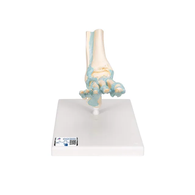 3b-scientific-m34-fu-skelett-modell-mit-b-ndern-7-teilig-fu-skelett-mit-3b-smart image 1