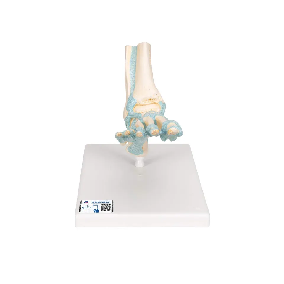 3b-scientific-m34-fu-skelett-modell-mit-b-ndern-7-teilig-fu-skelett-mit-3b-smart image 1