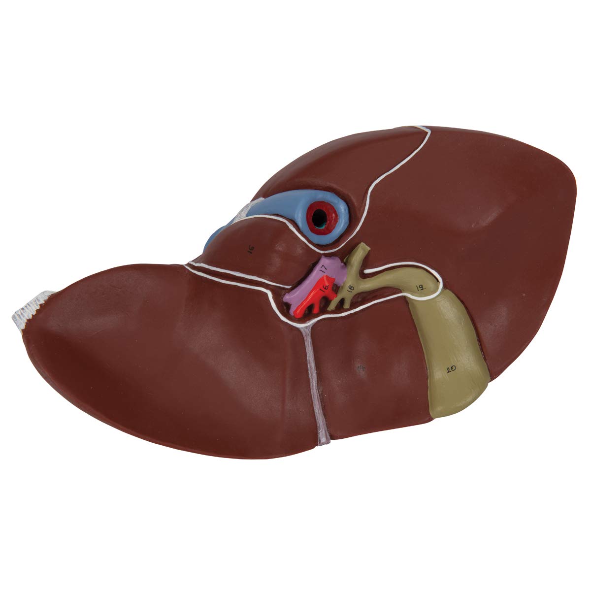 3b-scientific-lebermodell-mit-gallenblase-und-3b-smart-anatomy-app-18-x-18-x-12- image 7