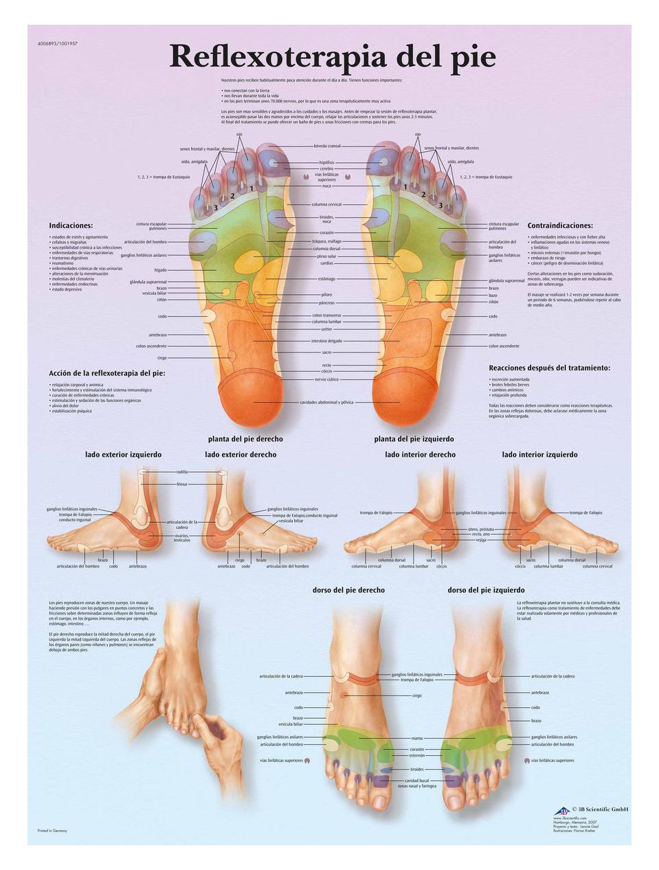 3b-scientific-anatomietafel-fu-reflexzonen-spanisch-papierposter-50-x-67-cm image 1