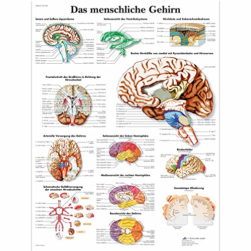 3b-scientific-lehrtafel-das-menschliche-gehirn-laminiertes-anatomie-poster-50x67 image 3