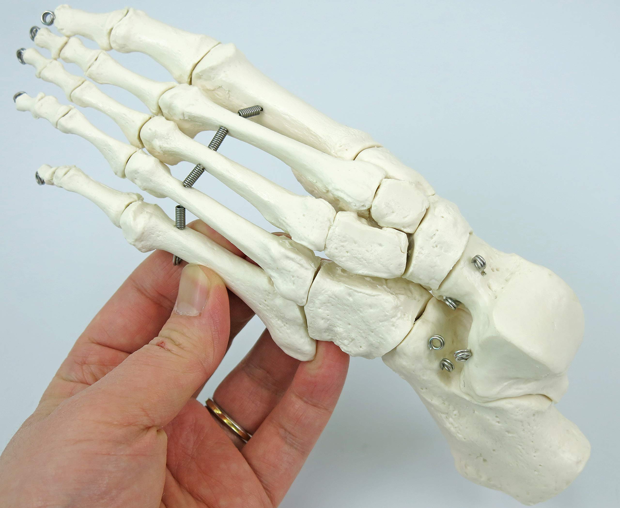 3b-scientific-a04-halbes-skelett-unmontiert-3b-smart-anatomy-app-3-teiliger-sch- image 7