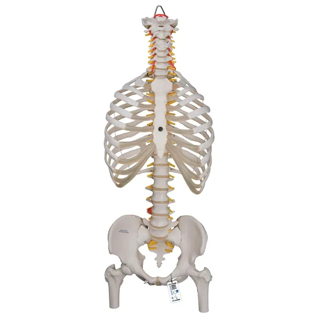 3b-scientific-klassische-flexible-wirbels-ule-mit-brustkorb-lebensgro-beweglich image 1