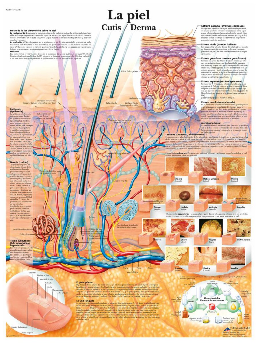 3b-scientific-vr3283l-haut-anatomieposter-la-piel-laminiert-50-x-67-cm image 2