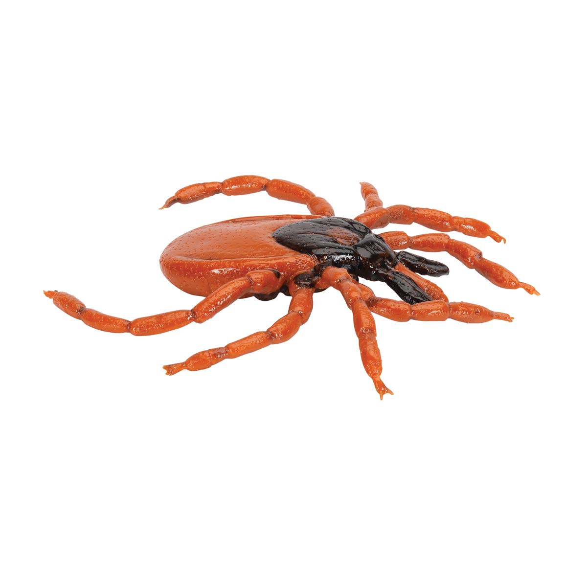 3b-scientific-gemeiner-holzbock-ixodes-ricinus-modell-biologie image 6