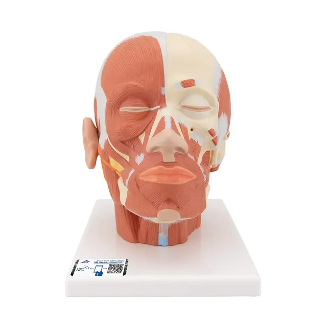 3b-scientific-kopfmuskulatur-modell-24-x-18-x-24-cm-3b-smart-anatomy-app image 1