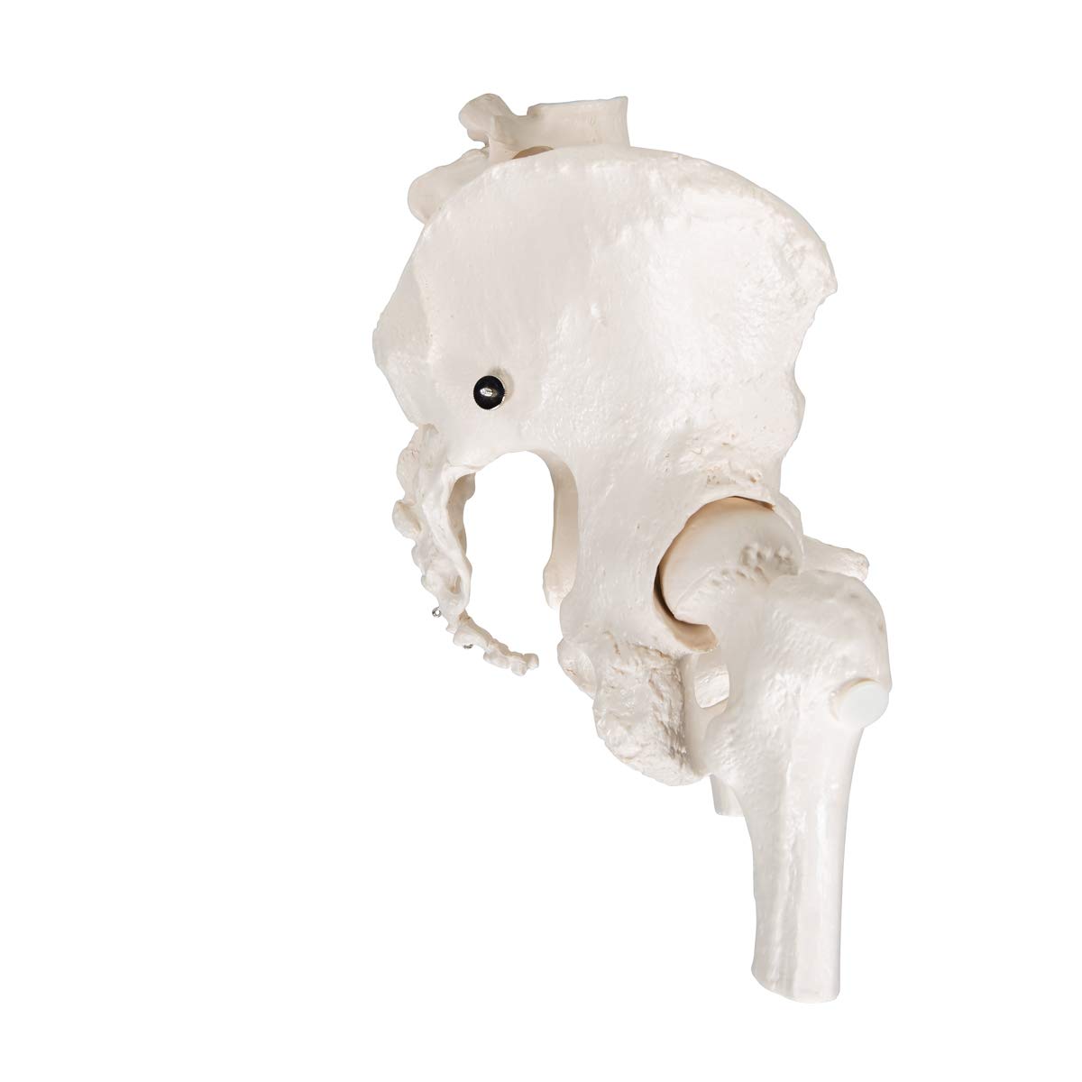 3b-scientific-weibliches-beckenskelett-lebensgro-mit-smart-anatomy-app image 3