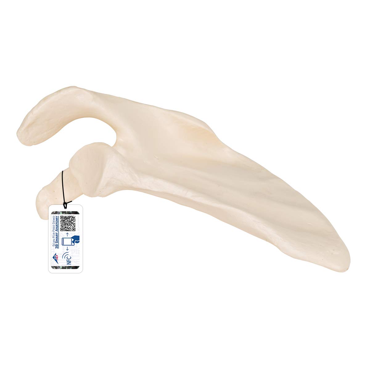 3b-scientific-schulterblatt-modell-in-originalgr-e-mit-3b-smart-anatomy-app image 1