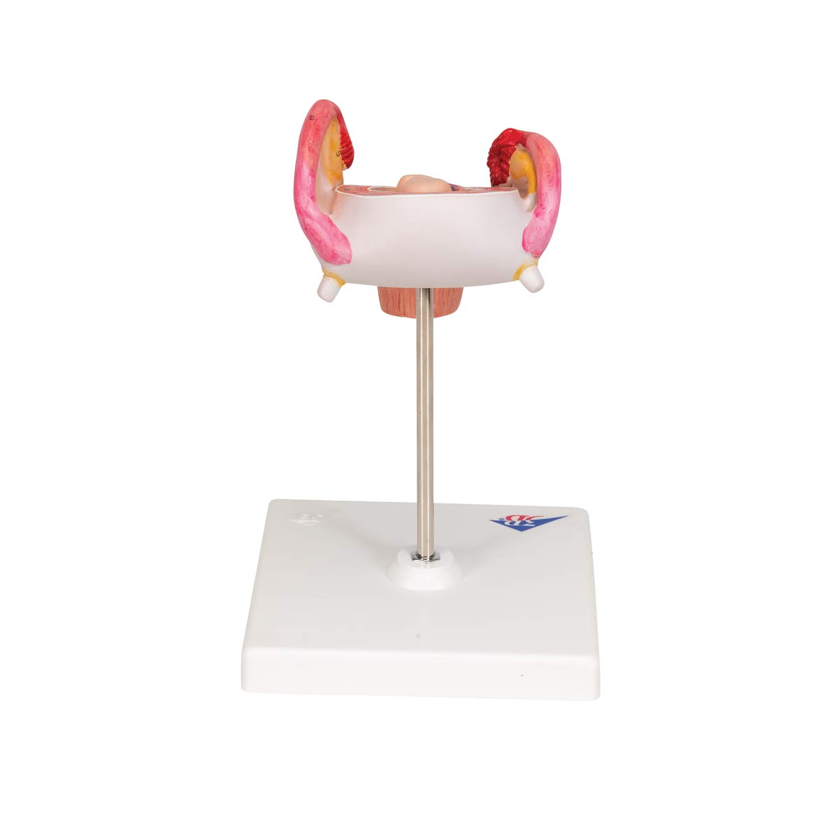 3b-scientific-embryo-modell-2-monat-schwangerschafts-anatomiemodell-beschriftet- image 4